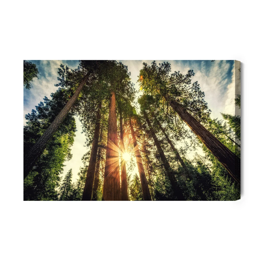 Obraz Na Płótnie Las Wschód Słońca Canvas Brak Brak 60x90