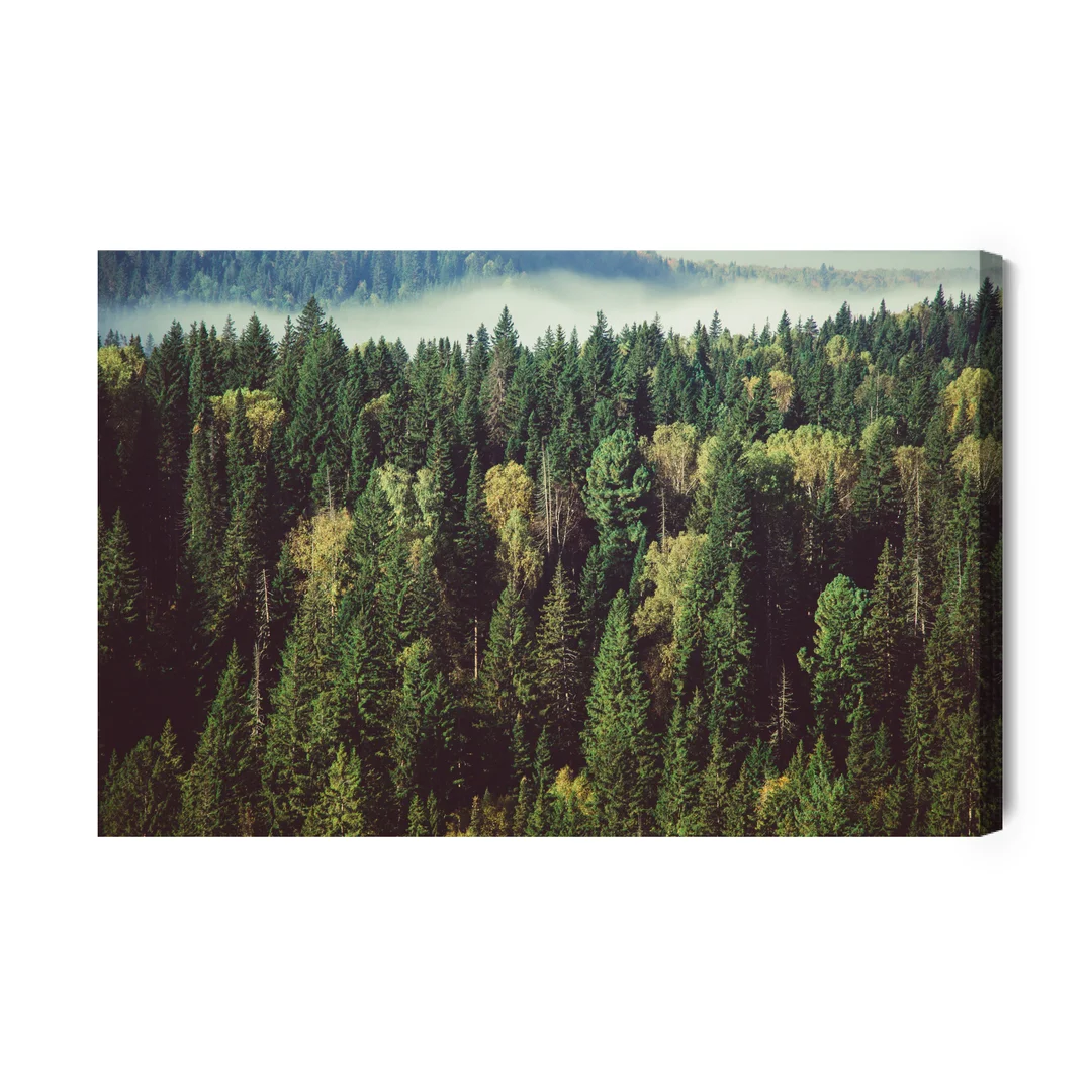 Obraz Na Płótnie Las Z Mgłą W Tle Canvas Brak Brak 60x90