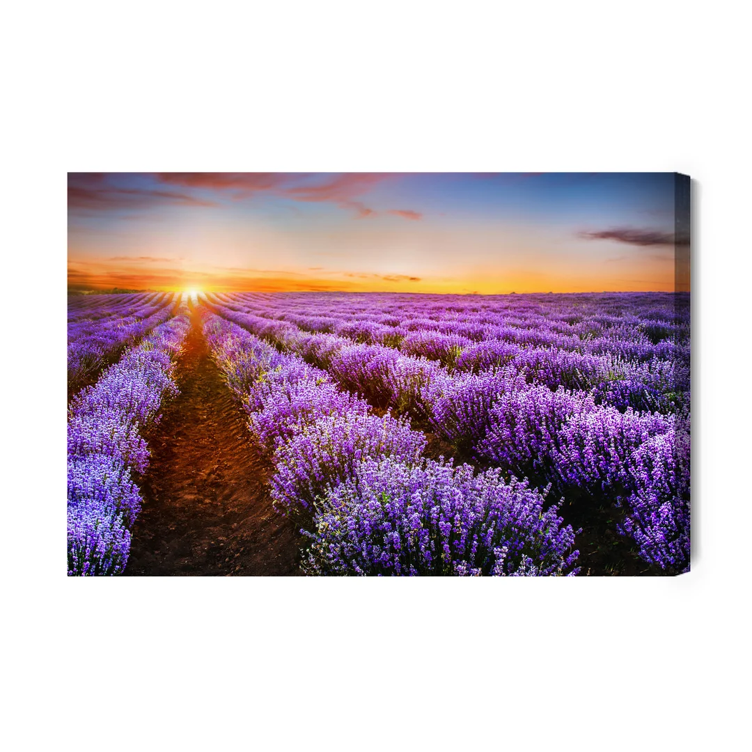 Obraz Na Płótnie Lawenda O Zachodzie Słońca Canvas Brak Brak 60x90