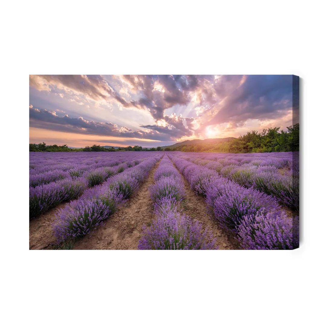 Obraz Na Płótnie Lawendowe Pole O Zachodzie Słońca Canvas Brak Brak 60x90