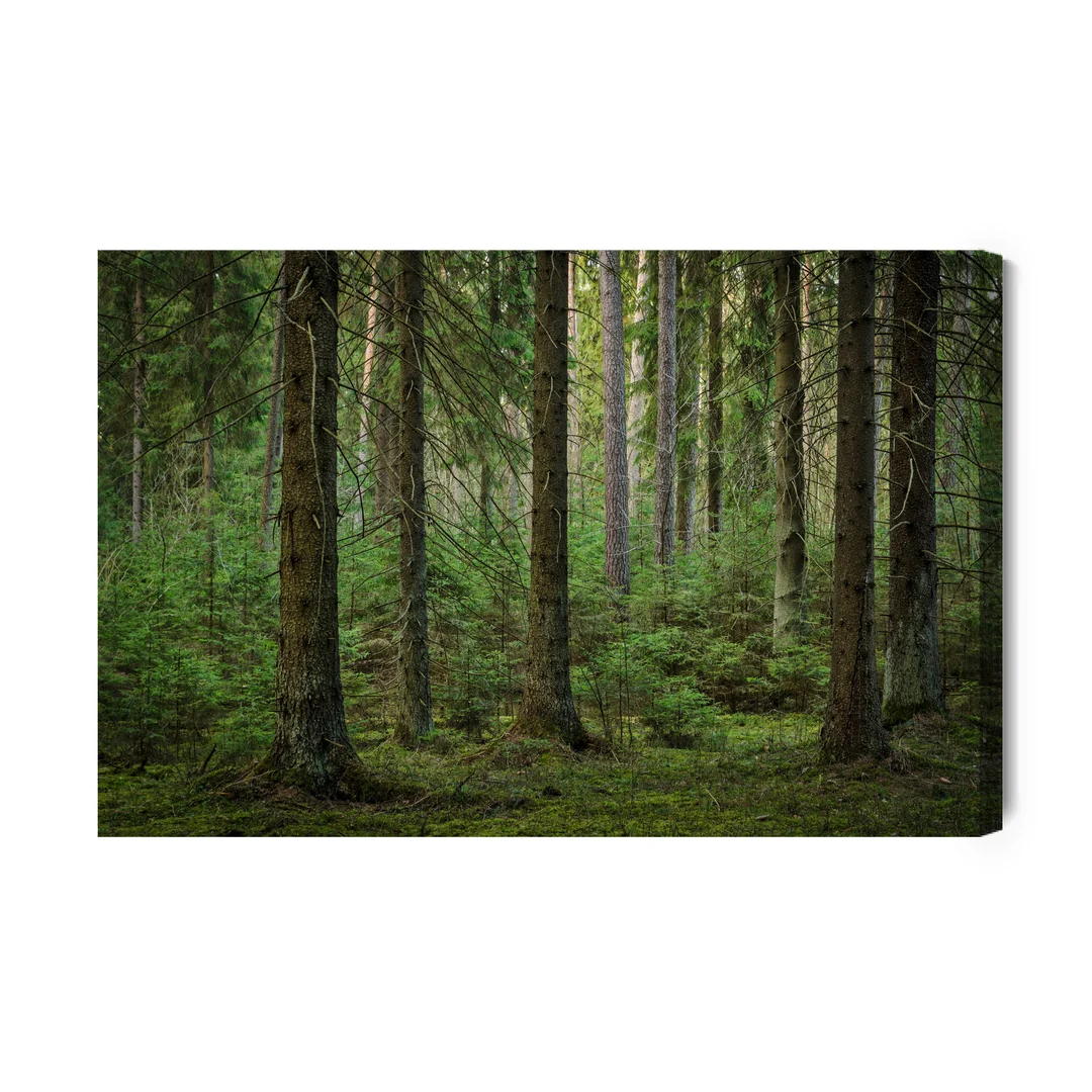 Obraz Na Płótnie Leśny Widok 3D Canvas Brak Brak 60x90