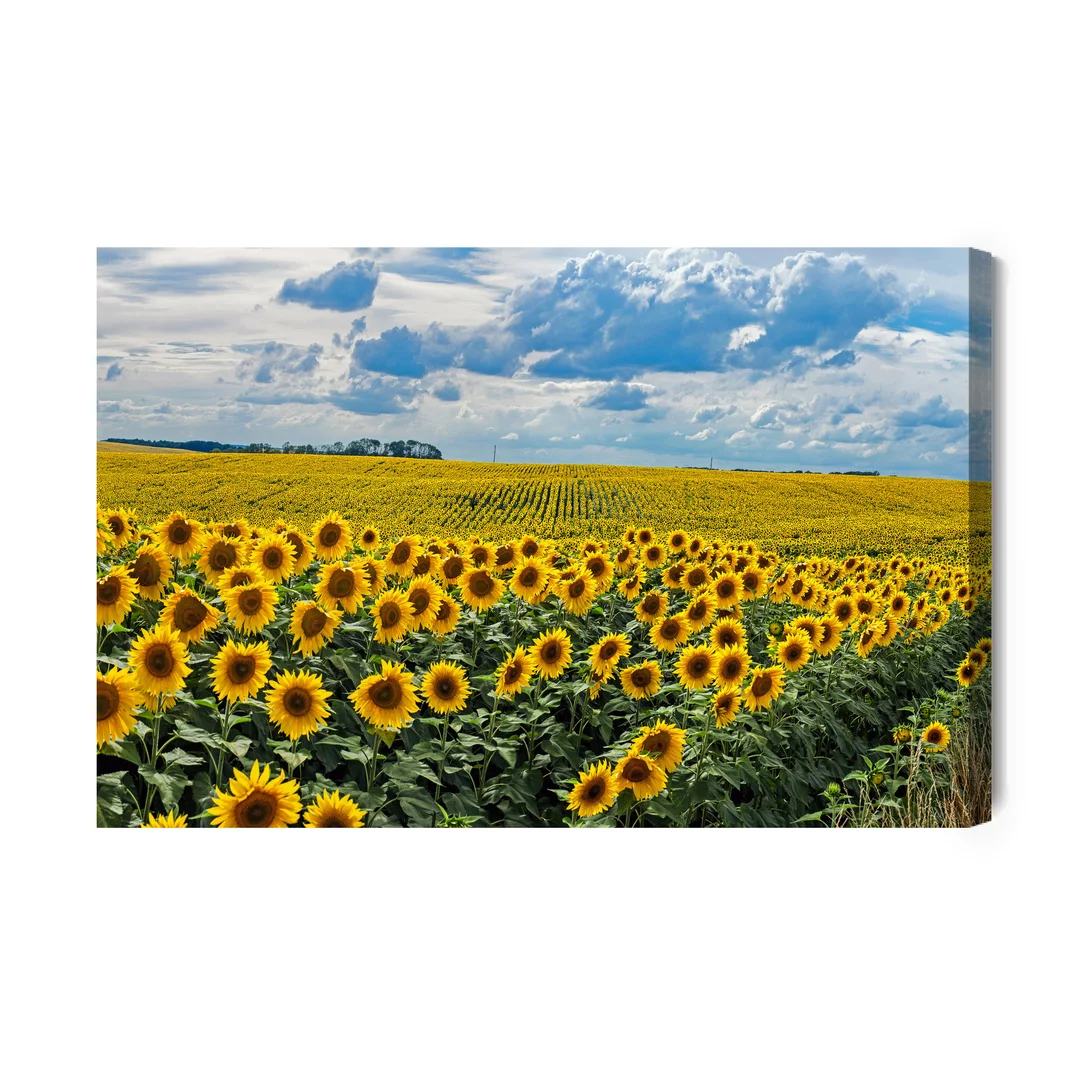 Obraz Na Płótnie Letni Krajobraz Ze Słonecznikami Canvas Brak Brak 60x90