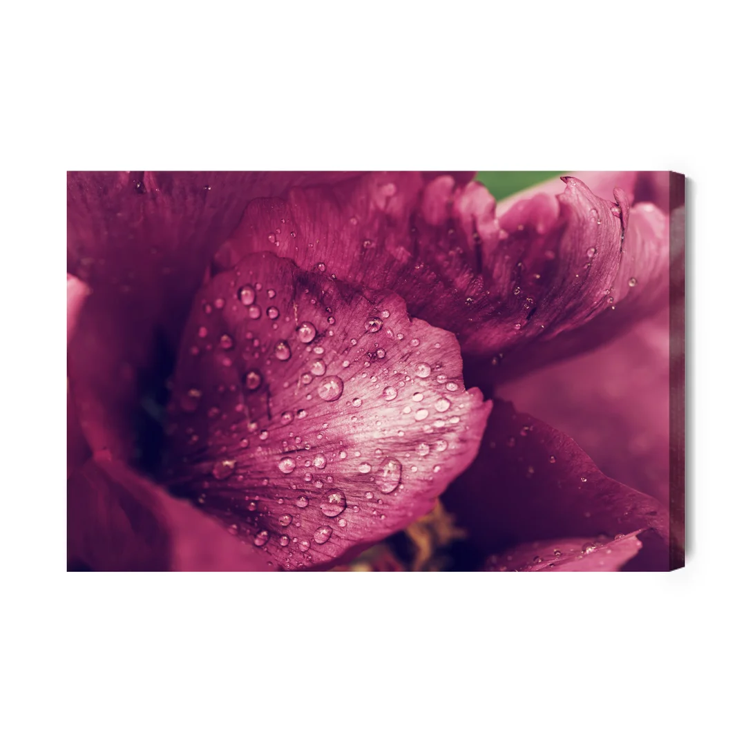 Obraz Na Płótnie Piwonie Z Rosą Canvas Naturalny Brak Brak 70x100