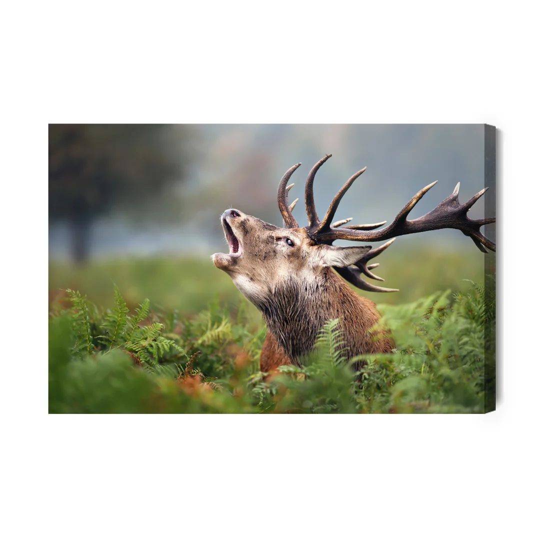 Obraz Na Płótnie Ryczący Jeleń Canvas Naturalny Brak Brak 70x100