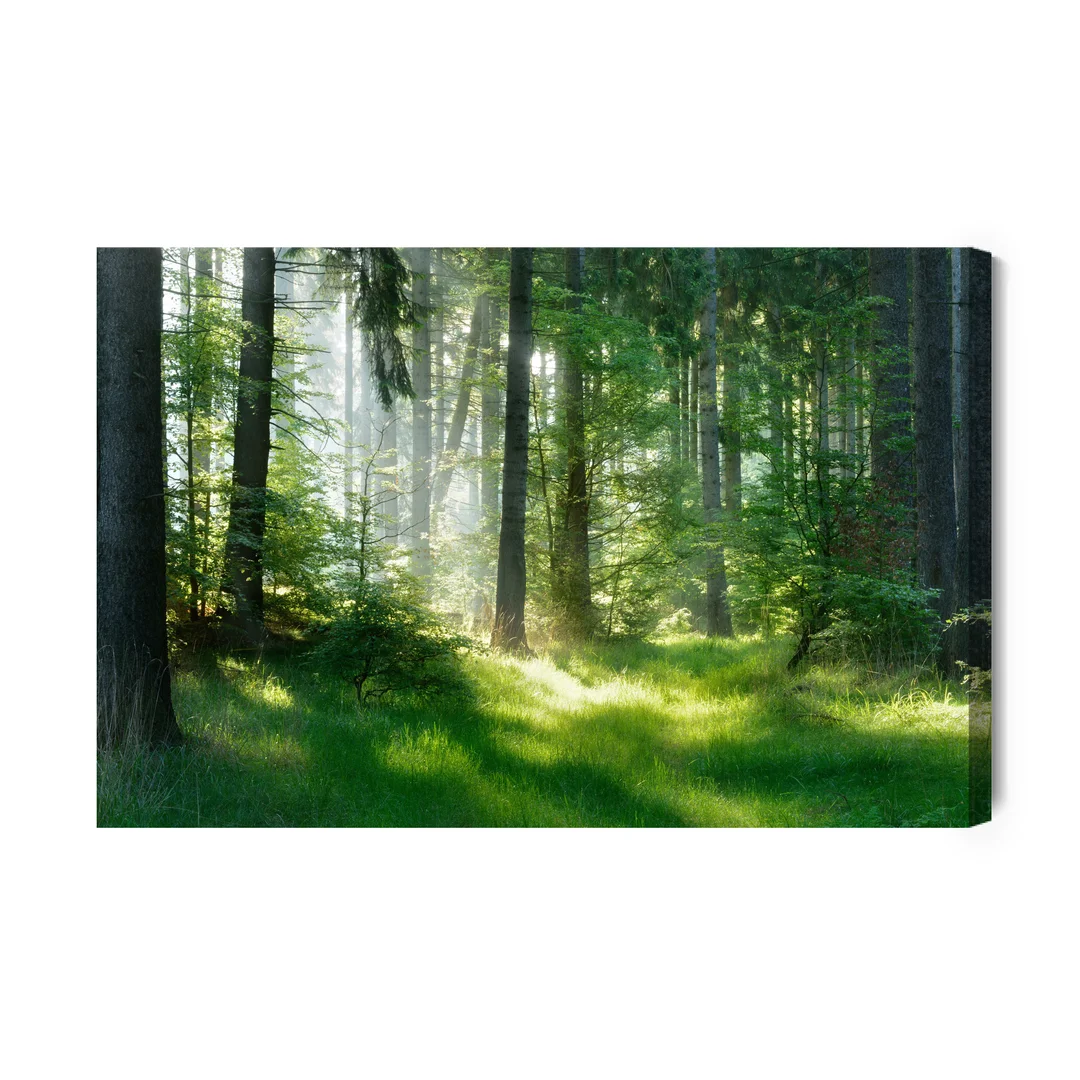 Obraz Na Płótnie Słońce Zaglądające Do Lasu Canvas Naturalny Brak Brak 70x100