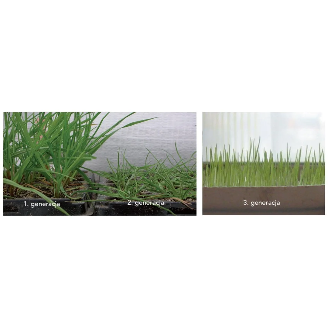 Trawa Regeneracyjna Barenbrug SOS Lawn Repair Otoczkowana 1kg — zdjęcie 9