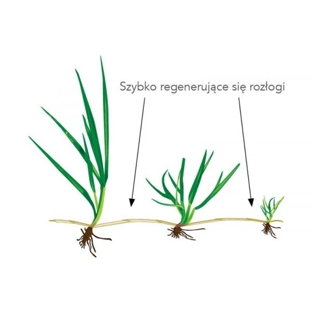 Trawa Uniwersalna Sportowa Barenbrug RPR Lawn Otoczkowana 5kg — zdjęcie 13